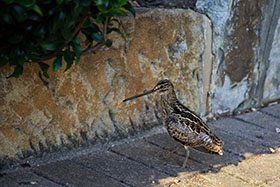 An injured snipe finds no refuge in a heavily urbanised area in Queensland. Photo: Francis Johns