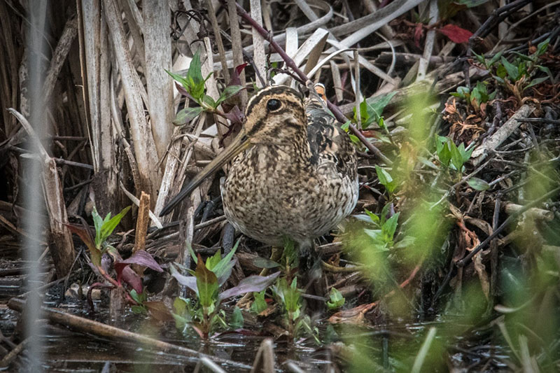 Latham’s Snipe at Glen Ordern Wetlands near Werribee. Photo: David Jenkins