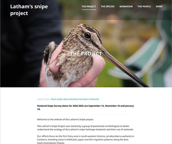 Advancing the conservation of Latham's Snipe