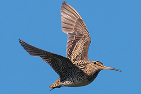 Birgita talks Latham’s Snipe in Tasmania and at the Werribee wetlands conference