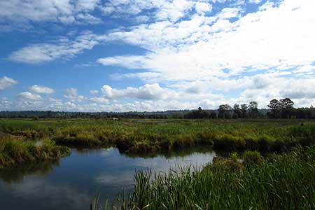 Valuing Urban Wetlands