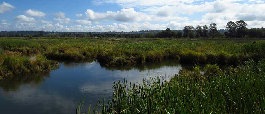 Valuing Urban Wetlands 